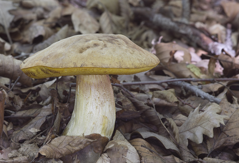 Hemileccinum depilatum